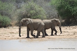 WCS Praises Vote on Ivory Bill by California Senate Committee on Natural Resources and Water
